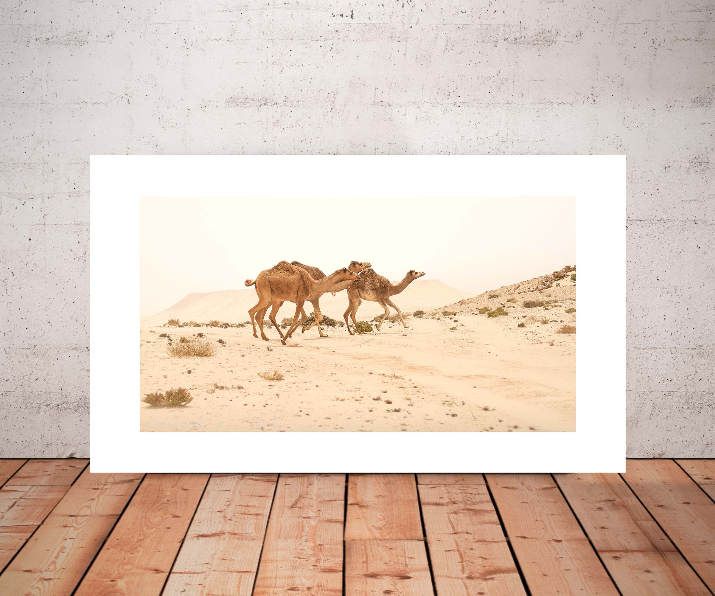 Desert camels