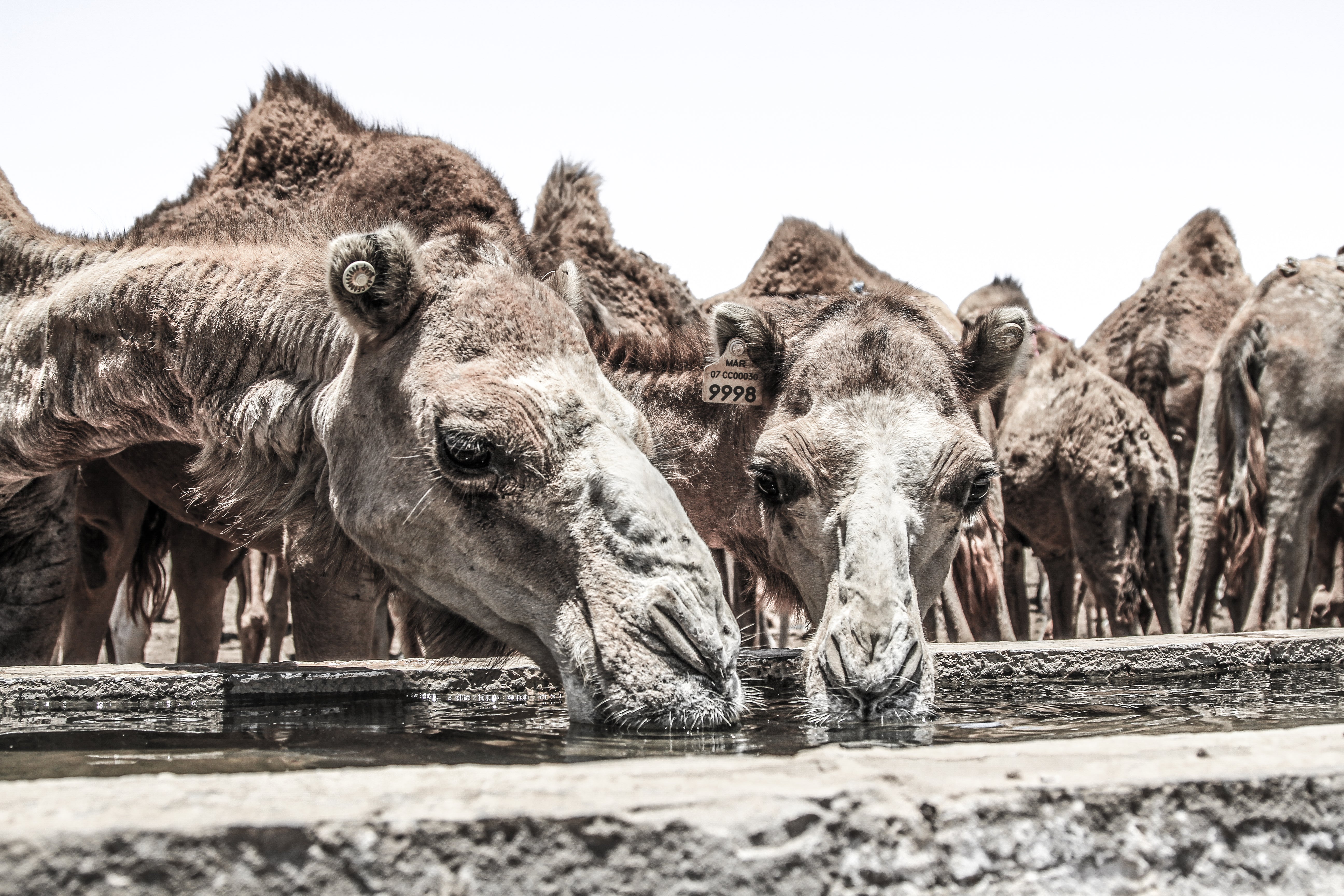 Thirsty camels