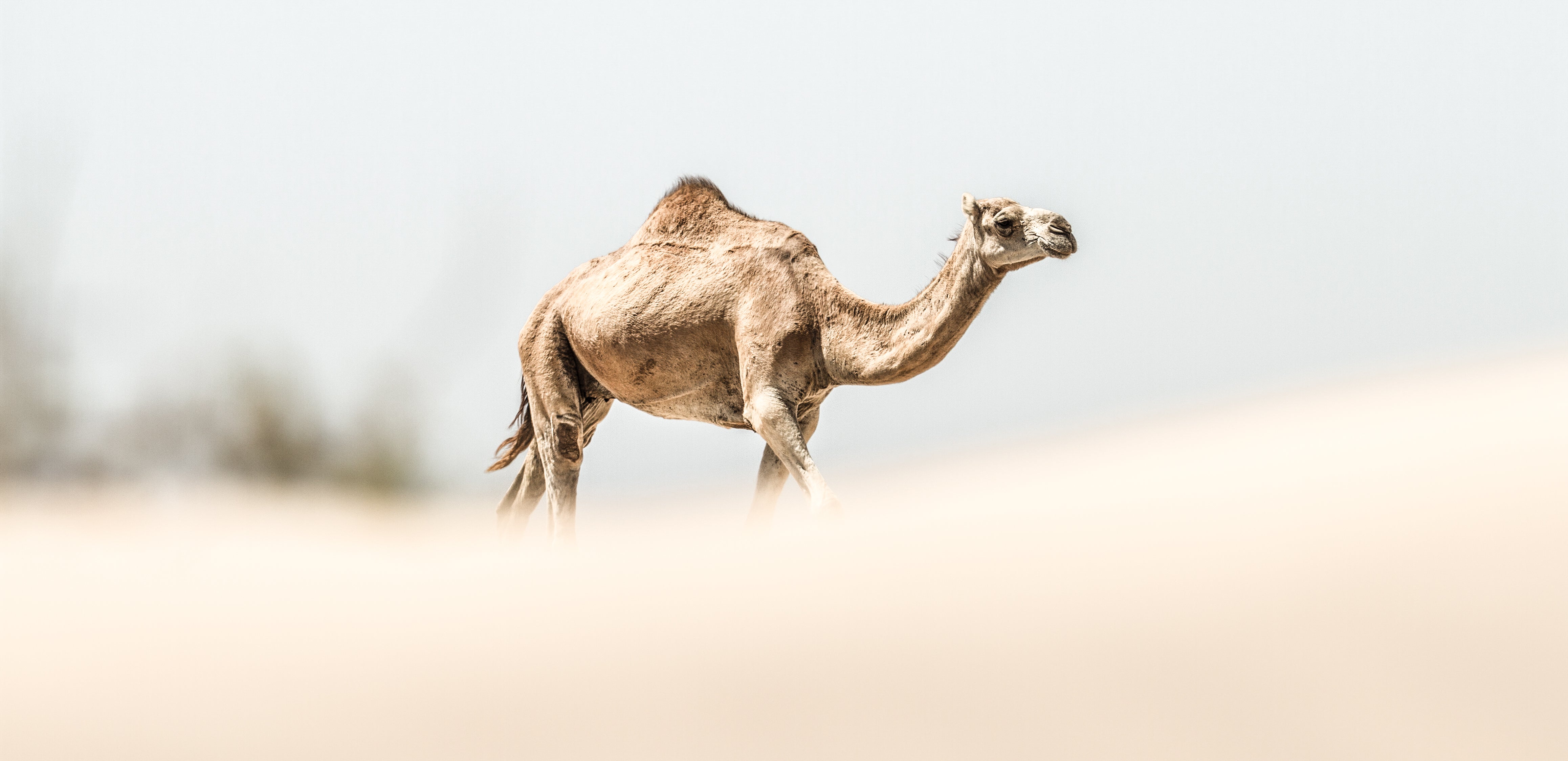 Solitary camel